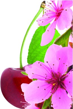Olejek zapachowy do mydła - kwitnąca wiśnia 10 ml