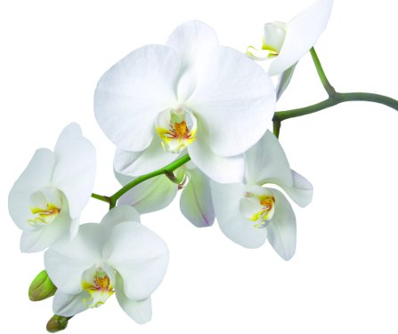 Olejek zapachowy do mydła - orchidea 10 ml